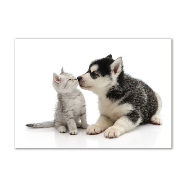 Quadro su vetro acrilico Cane e gatto