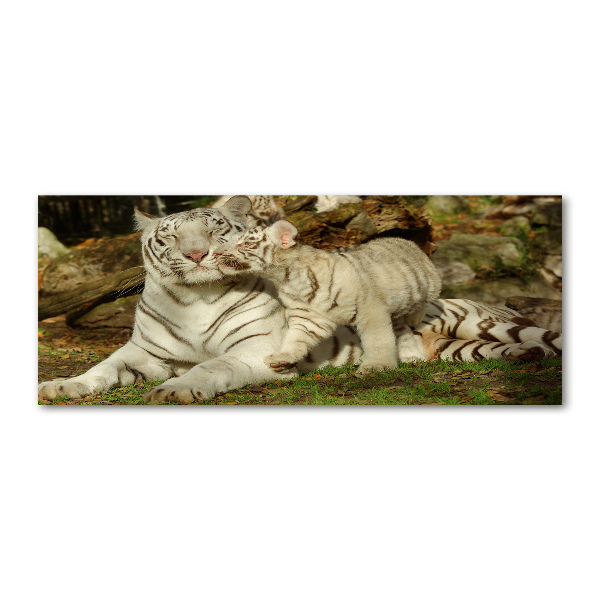 Quadro in vetro acrilico Tigri