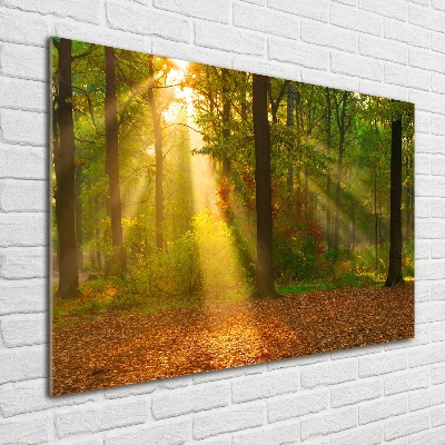 Quadro vetro acrilico Foresta al sole