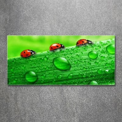Quadro vetro acrilico Coccinelle sull'erba