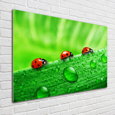 Quadro vetro acrilico Coccinelle sull'erba