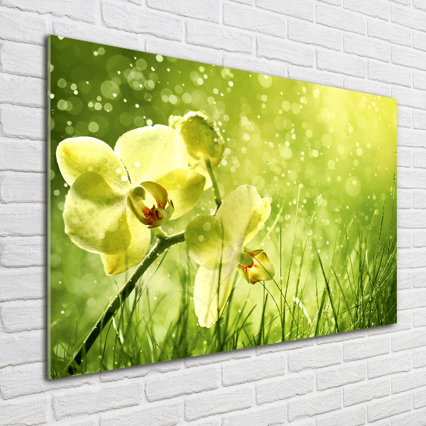 Quadro in vetro acrilico Orchidea