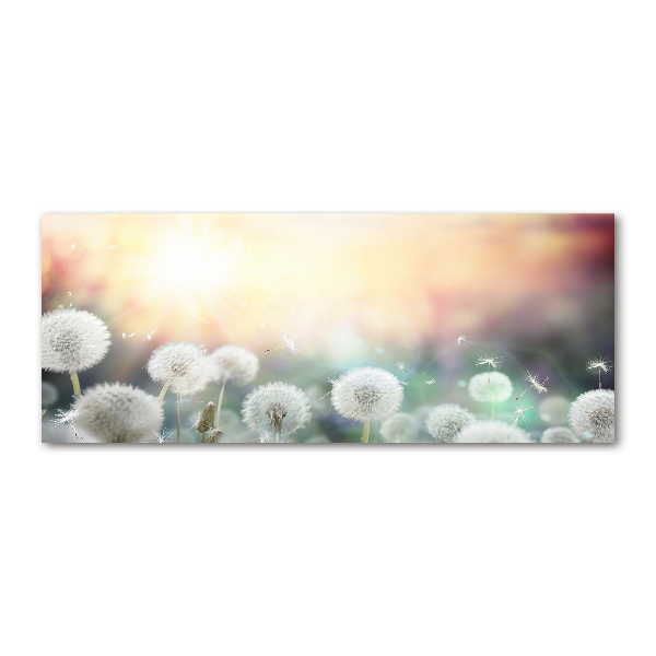 Quadro su vetro acrilico Campo di tarassaco