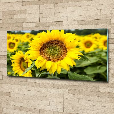 Quadro su vetro acrilico Un campo di girasoli