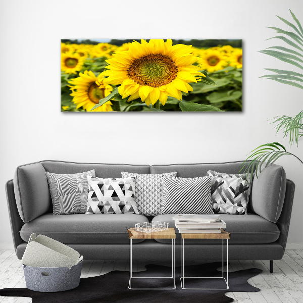 Quadro su vetro acrilico Un campo di girasoli