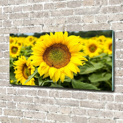 Quadro su vetro acrilico Un campo di girasoli