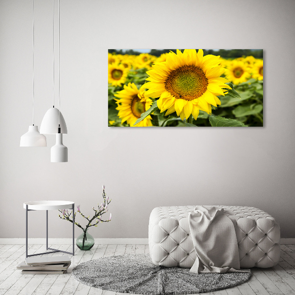 Quadro su vetro acrilico Un campo di girasoli