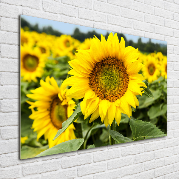 Quadro su vetro acrilico Un campo di girasoli
