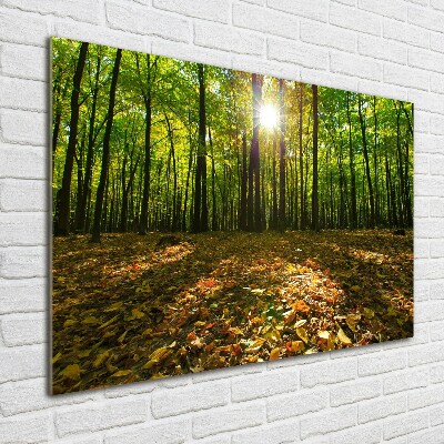 Quadro vetro acrilico Foresta