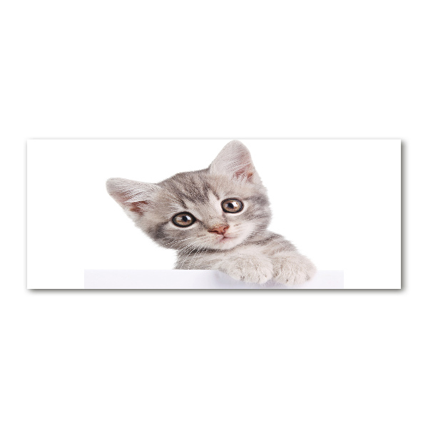 Quadro in vetro acrilico Gatto grigio