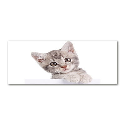 Quadro in vetro acrilico Gatto grigio