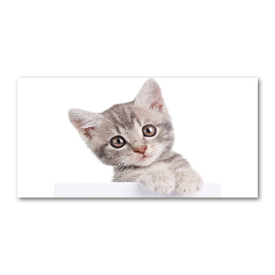 Quadro in vetro acrilico Gatto grigio