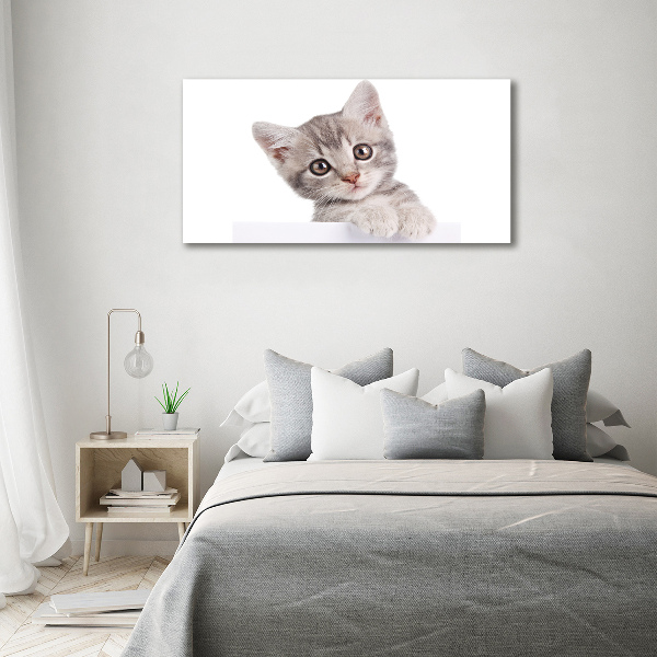 Quadro in vetro acrilico Gatto grigio