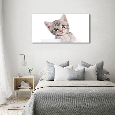 Quadro in vetro acrilico Gatto grigio