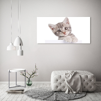 Quadro in vetro acrilico Gatto grigio