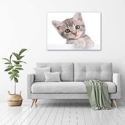 Quadro in vetro acrilico Gatto grigio
