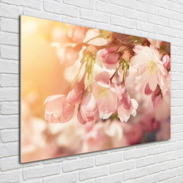 Quadro su vetro acrilico Fiori di ciliegio
