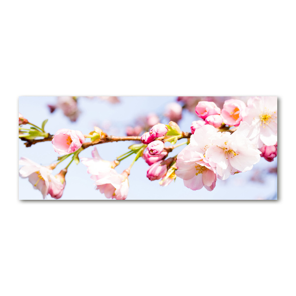 Quadro in vetro acrilico Fiori di ciliegio