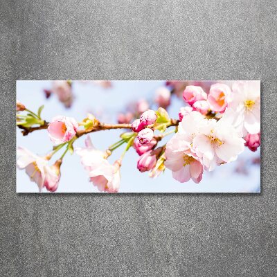 Quadro in vetro acrilico Fiori di ciliegio