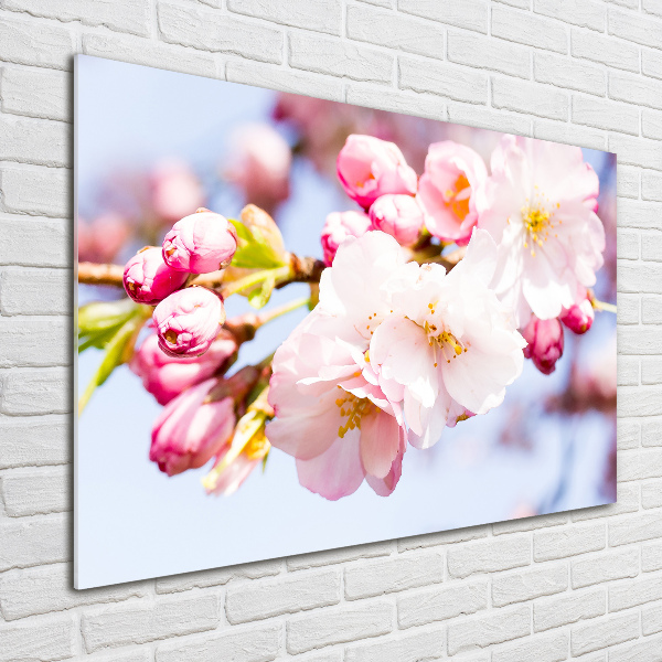 Quadro in vetro acrilico Fiori di ciliegio
