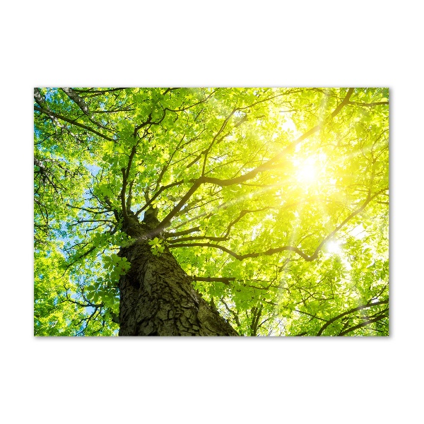 Quadro vetro acrilico Castagna in primavera