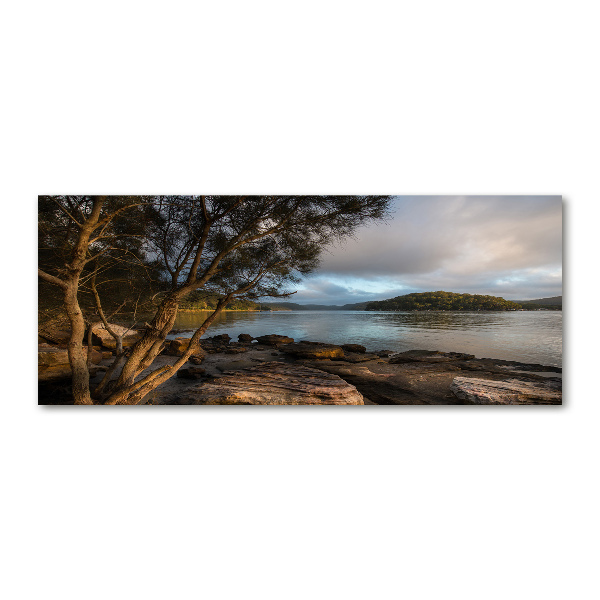 Quadro in vetro acrilico Un albero in riva al fiume