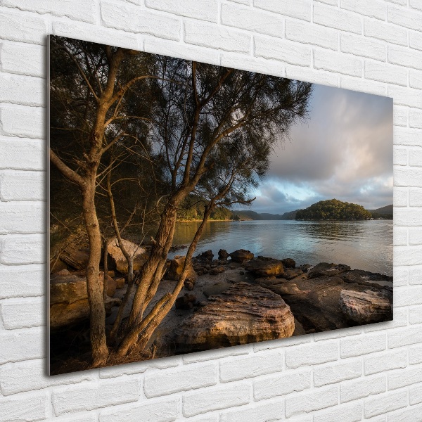 Quadro in vetro acrilico Un albero in riva al fiume