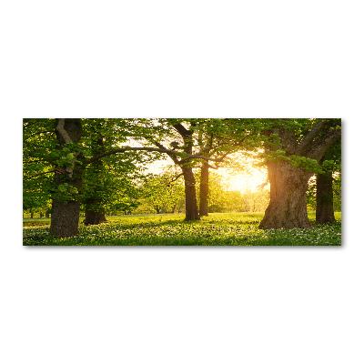 Quadro vetro acrilico Alberi nel parco