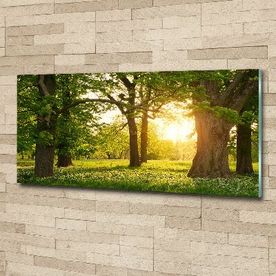Quadro vetro acrilico Alberi nel parco