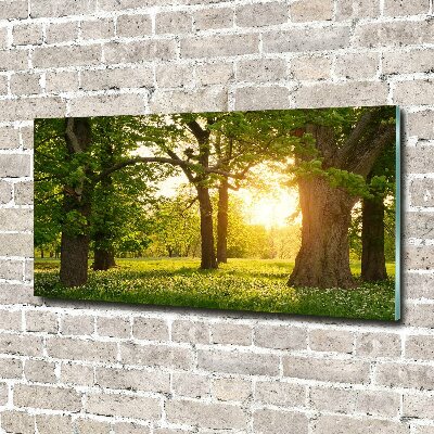 Quadro vetro acrilico Alberi nel parco