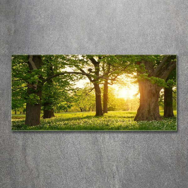 Quadro vetro acrilico Alberi nel parco