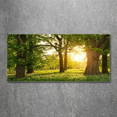 Quadro vetro acrilico Alberi nel parco