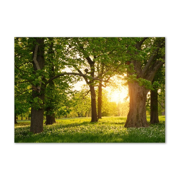 Quadro vetro acrilico Alberi nel parco