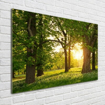 Quadro vetro acrilico Alberi nel parco