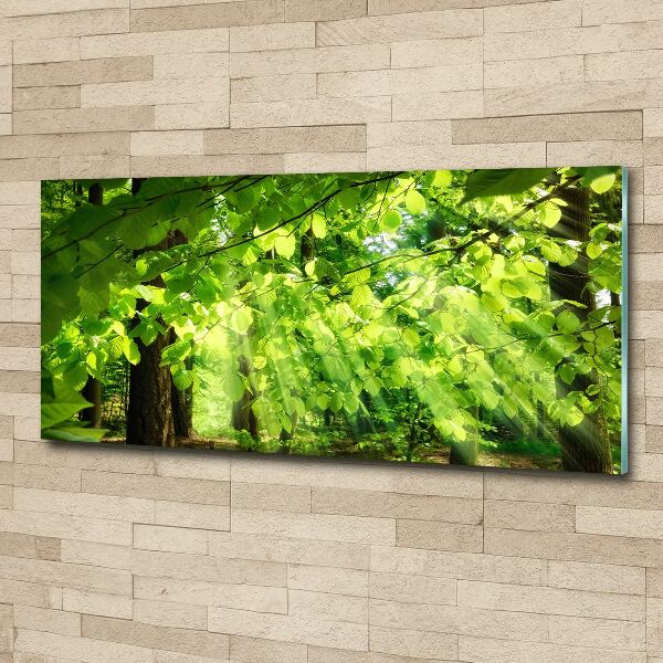 Quadro vetro acrilico Foglie di faggio