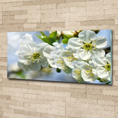 Quadro su vetro acrilico Fiori di ciliegio