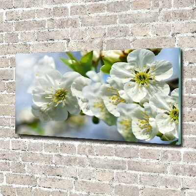 Quadro su vetro acrilico Fiori di ciliegio