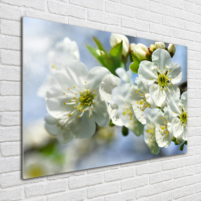 Quadro su vetro acrilico Fiori di ciliegio