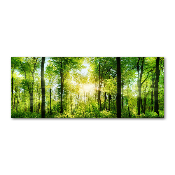 Quadro vetro acrilico Foresta al sole