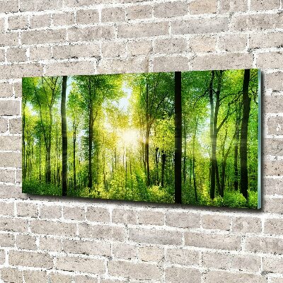 Quadro vetro acrilico Foresta al sole