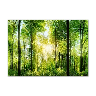 Quadro vetro acrilico Foresta al sole