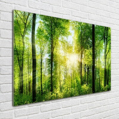 Quadro vetro acrilico Foresta al sole