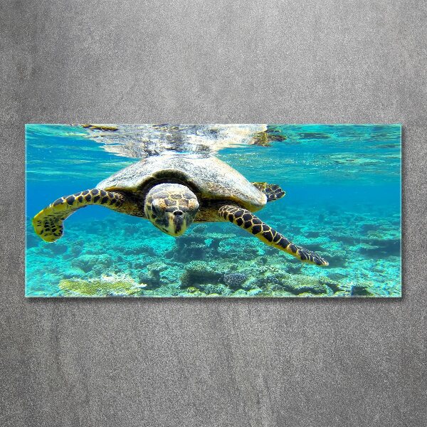 Quadro in vetro acrilico Tartaruga marina