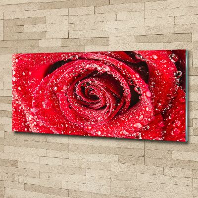 Quadro in vetro acrilico Gocce d'acqua su una rosa
