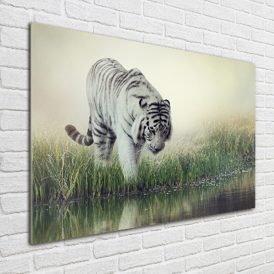 Quadro vetro acrilico Tigre bianca