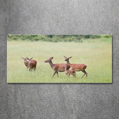 Quadro su vetro acrilico Capriolo con i piccoli