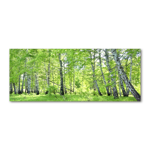 Quadro su vetro acrilico Foresta di betulle
