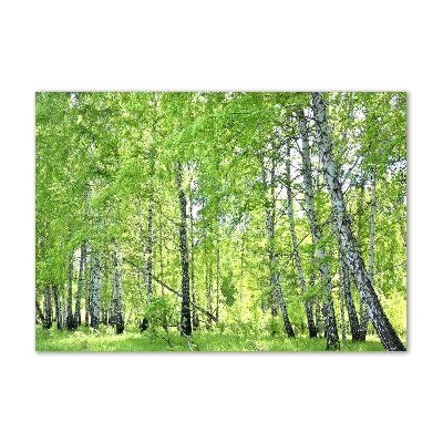 Quadro su vetro acrilico Foresta di betulle