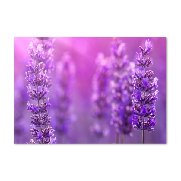 Quadro in vetro acrilico Lavanda