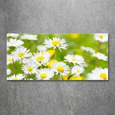 Quadro su vetro acrilico Margherite